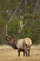 elk